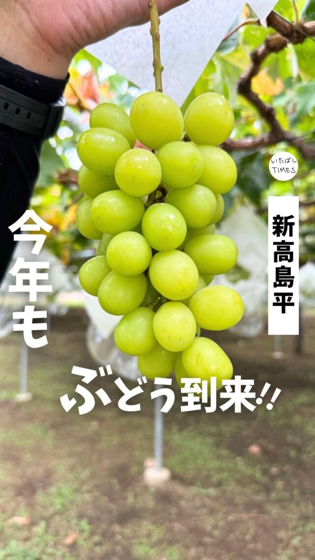 ＜さんぶどう園＞
———————————————
📍東京都板橋区大門6-18（駐車場はありません）
🚃新高島平駅から徒歩16分（バスやシェアサイクルもあります）
🍇2024年8月7日（水）〜なくなるまで
⏰7:30〜11:30（予約不可・雨天中止）
※営業時間・定休日・メニュー・価格など変更している可能性があります。最新情報はお店で直接、または公式情報でご確認ください。
———————————————

板橋区で唯一ぶどう狩りができる「さんぶどう園」。

今年のぶどう狩りは2024年8月7日（水）から始まります！

ぶどう狩りスタート直前のさんぶどう園を撮影させていただきました。

ぶどう狩りについては、いたばしTIMESの記事をチェックしてください。
https://itabashi-times.com/archives/sanbudouen202408.html
※プロフィールからいたばしTIMESのブログに飛べます！

最新情報はさんぶどう園の公式Xを要チェック
👉dl_acx（板橋 さんぶどう園）

=================================

このアカウントでは、板橋に特化したグルメ情報をメインに発信！

@itabashi.times

=================================

#板橋区大門 #新高島平駅 #東京ぶどう狩り #東京ぶどう園 #東京23区ぶどう狩り#東京23区ぶどう園 #東京でぶどう狩り #東京23区でぶどう狩り #ぶどう狩り #さんぶどう園
#板橋グルメ #板橋タイムズ #いたばしTIMES #板橋区 #東京都板橋区 #板橋
#東京グルメ #板橋区グルメ